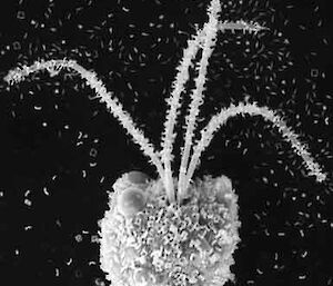 Scanning Electron Micrograph of the flagellated prasinophyte Pyramimonas gelidicola.