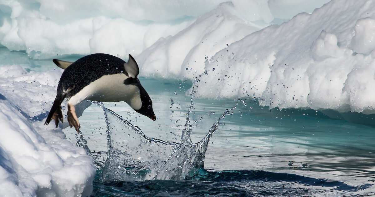 Antarctic animals – Australian Antarctic Program