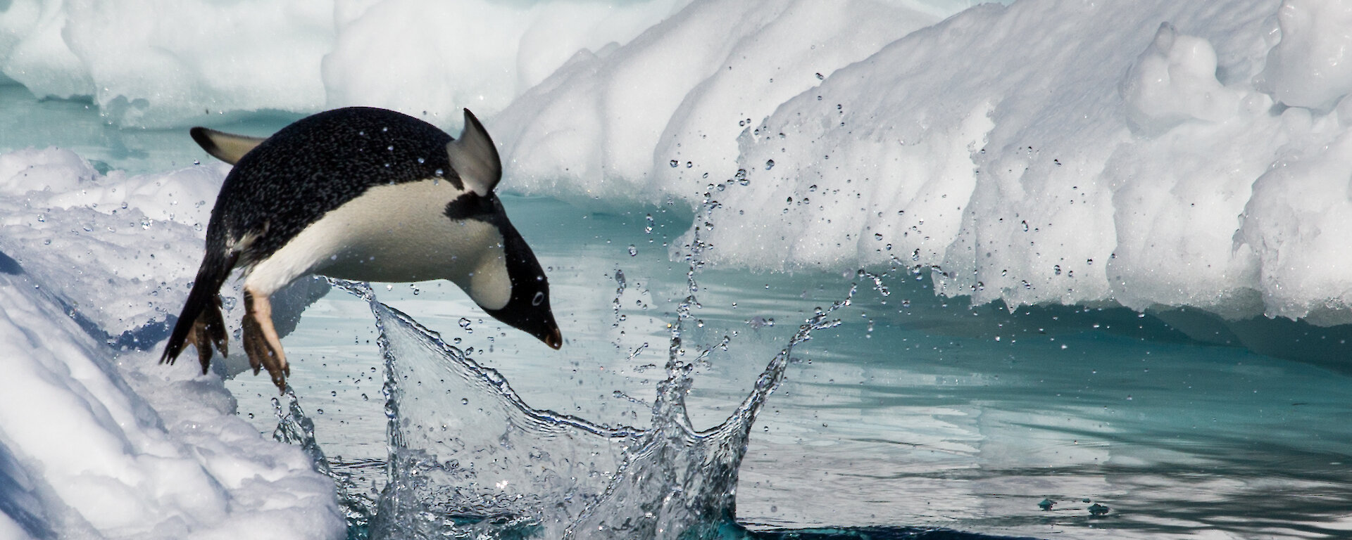 A penguin jumps from the ice into the water.