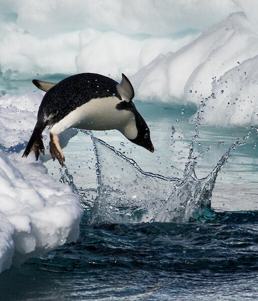 Antarctic animals – Australian Antarctic Program Antarctic animals – Australian Antarctic Program