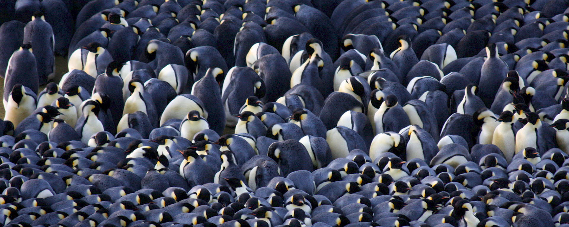A mass of emperor penguins snuggle together to keep warm.