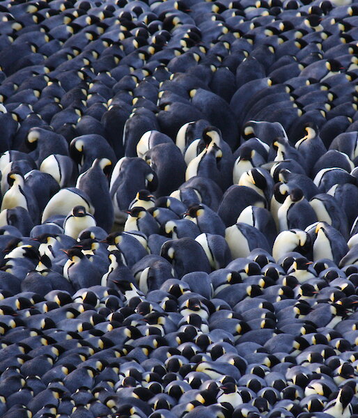 Antarctic animals adapting to the cold – Australian Antarctic Program Antarctic animals adapting to the cold – Australian Antarctic Program