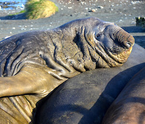 Southern elephant seal bull resting