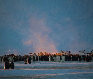 Steam rising from emperor penguins huddling together.