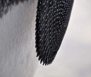 Close detail of emperor penguin’s flipper