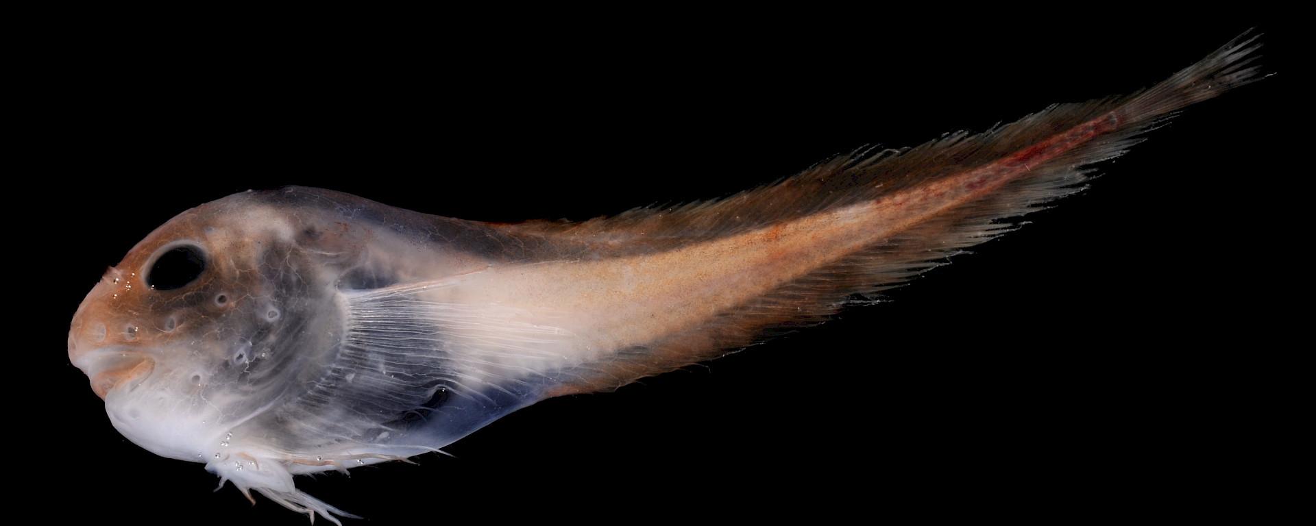 Translucent fish against a black background with a rounded head and body and tapered tail.