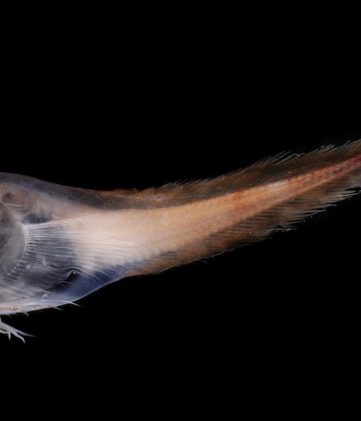 Translucent fish against a black background with a rounded head and body and tapered tail.
