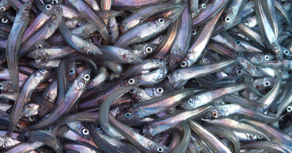Antarctic fish – Australian Antarctic Program