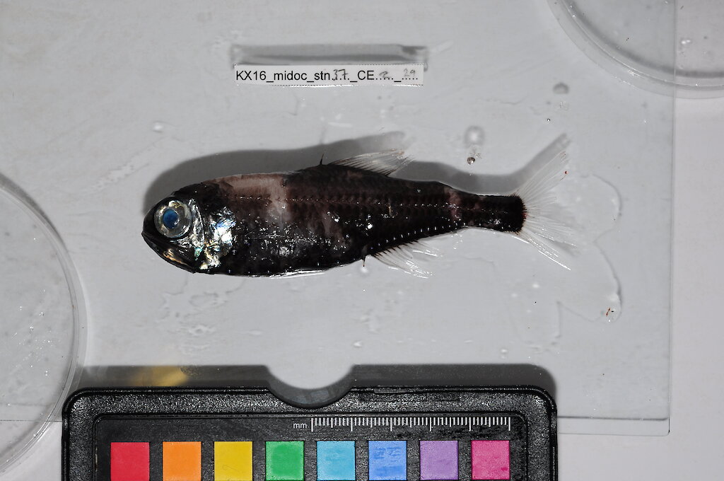 Antarctic fish — Australian Antarctic Program