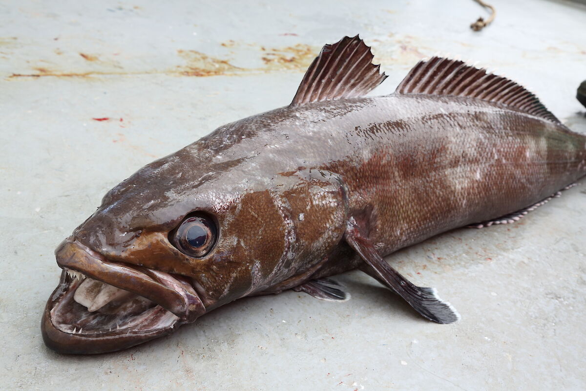 Antarctic fish — Australian Antarctic Program
