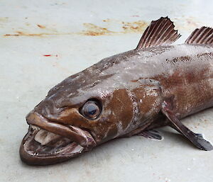 Patagonian toothfish on deck of trawler.