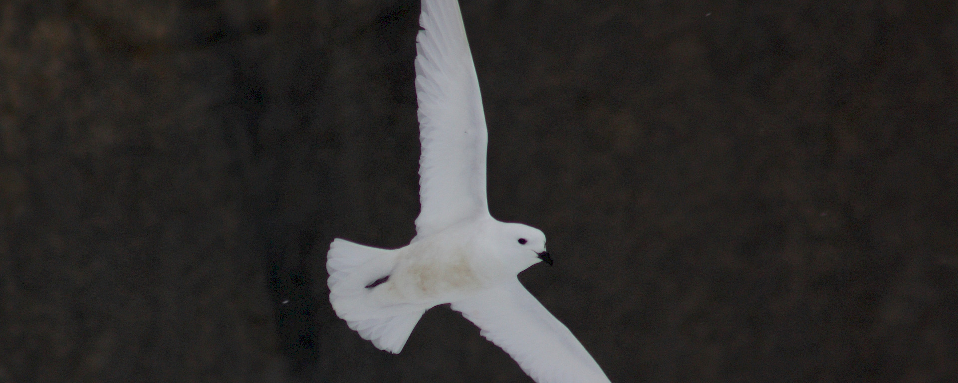 Snow petrel flying with wings spread.