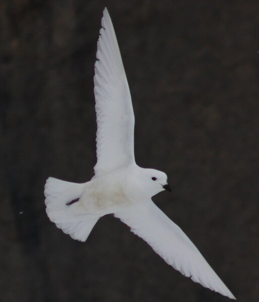 Snow petrel flying with wings spread.