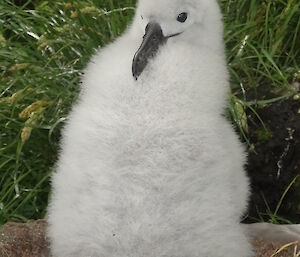 Close up of an albatross chick — very fluffy and grey
