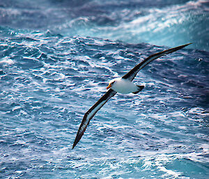 A black-browed Albatross in full flight