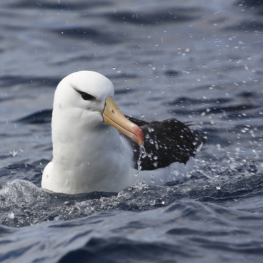 Black-browed albatross — Australian Antarctic Program