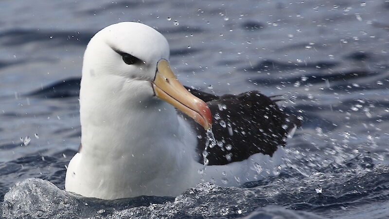 Black-browed albatross bathing