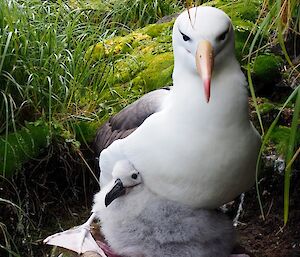 Black browed albatross chick and parent on nest