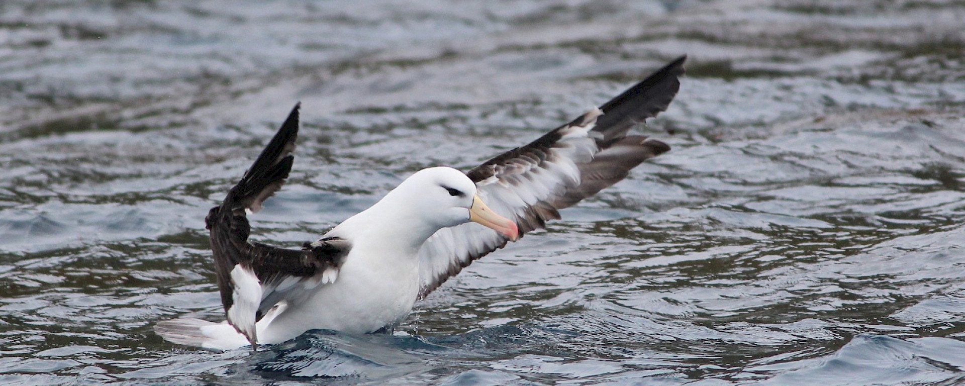 Black-browed albatross alighting from the water. It has it’s wings outstretched