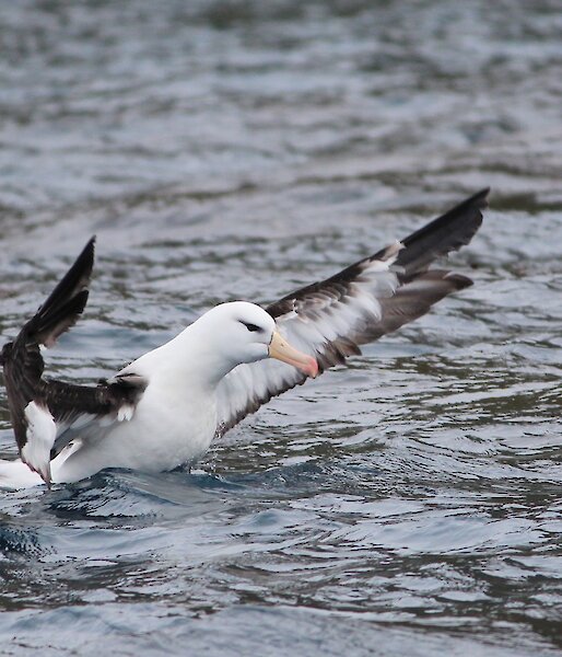 Black-browed albatross alighting from the water. It has it’s wings outstretched