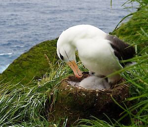 Black browed albatross chick with parent