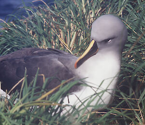 Preening grey-headed albatross, Heard Island