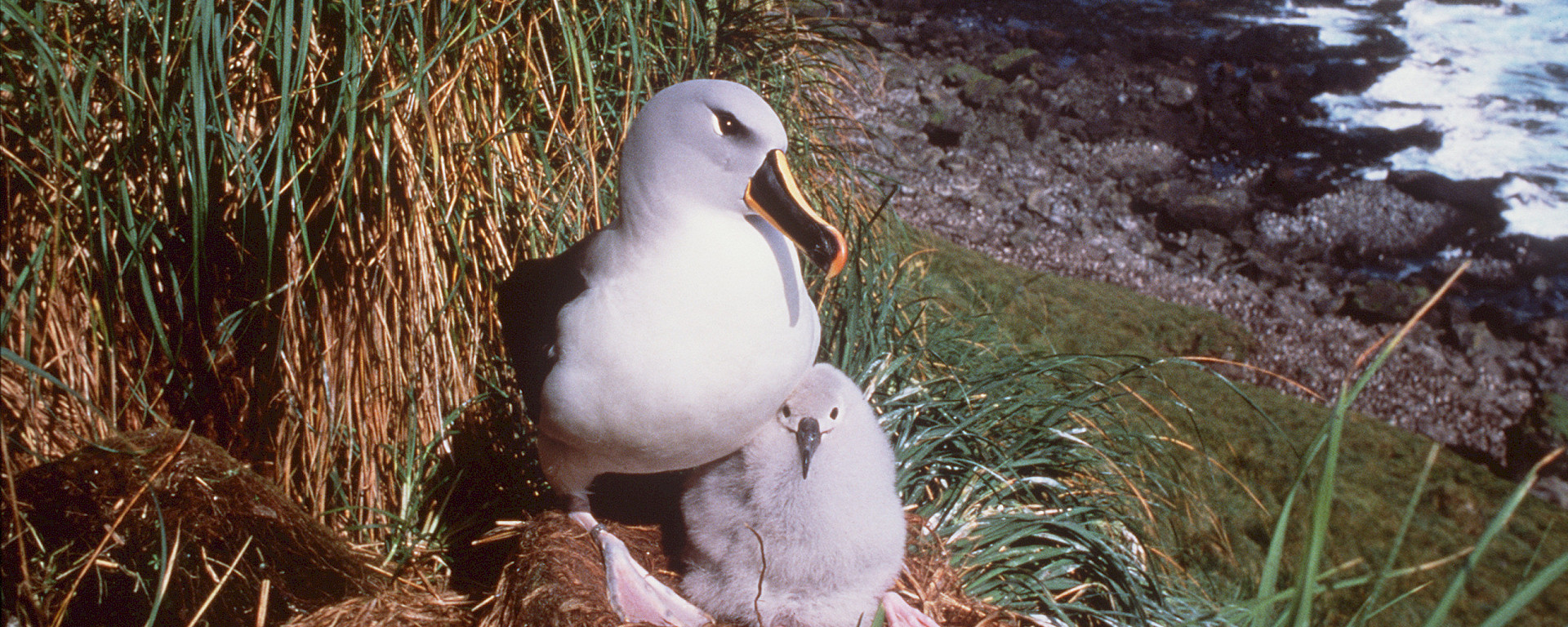 Grey-headed albatross and chick at Petrel Peak