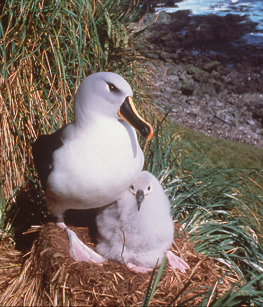 Grey-headed albatross and chick at Petrel Peak