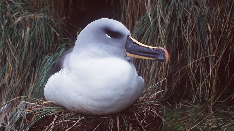 Grey-headed albatross on nest, Macquarie Island