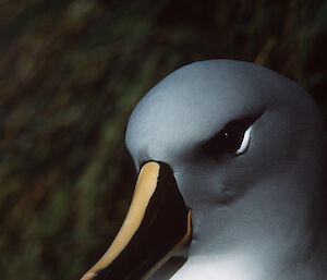 Grey-headed albatross