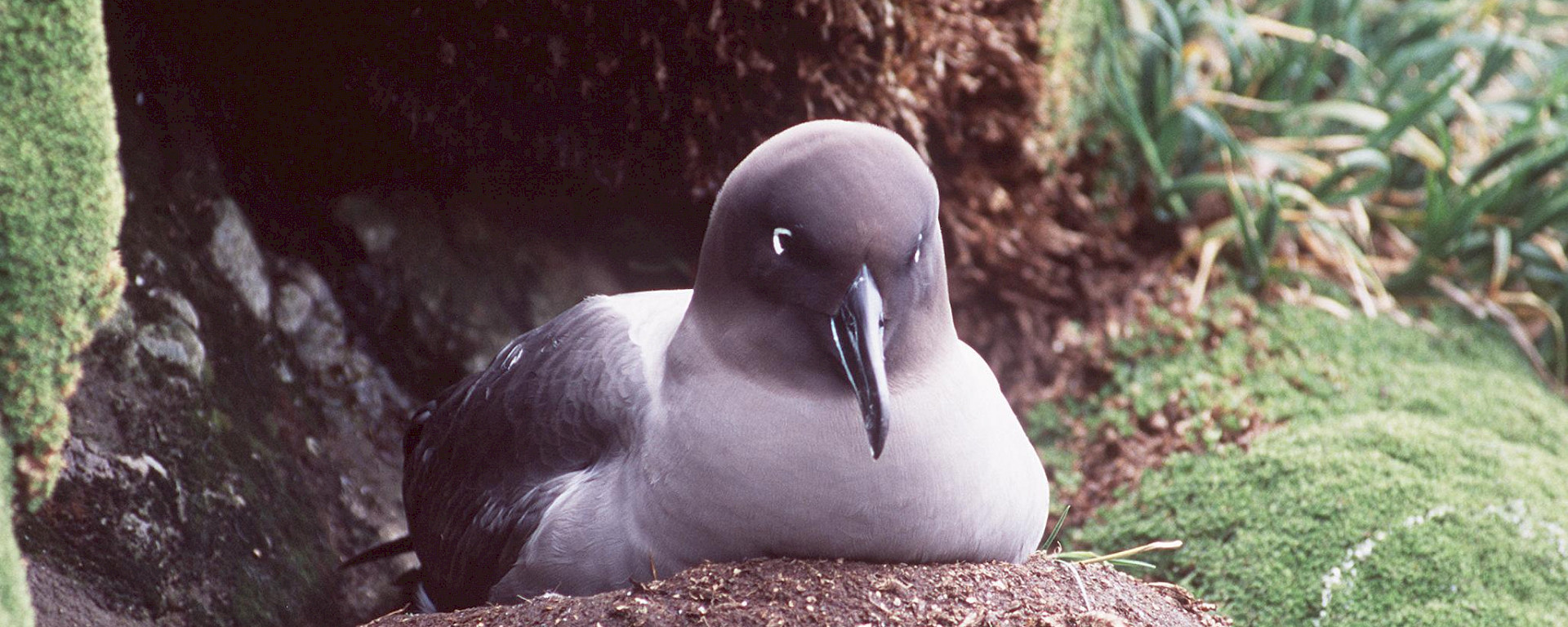 Light-mantled albatross on nest, Macquarie Island