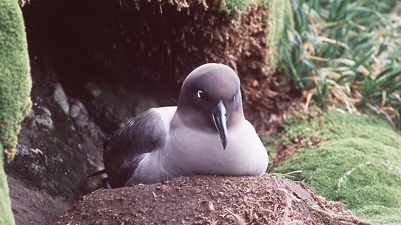 Light-mantled sooty albatross on nest, Macquarie Island
