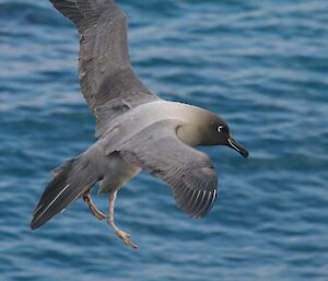 Light-mantled sooty albatross landing at nest site