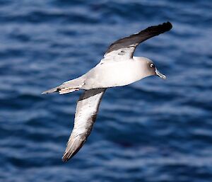 Light-mantled sooty albatross soaring