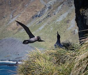 Pair of light-mantled sooty albatrosses