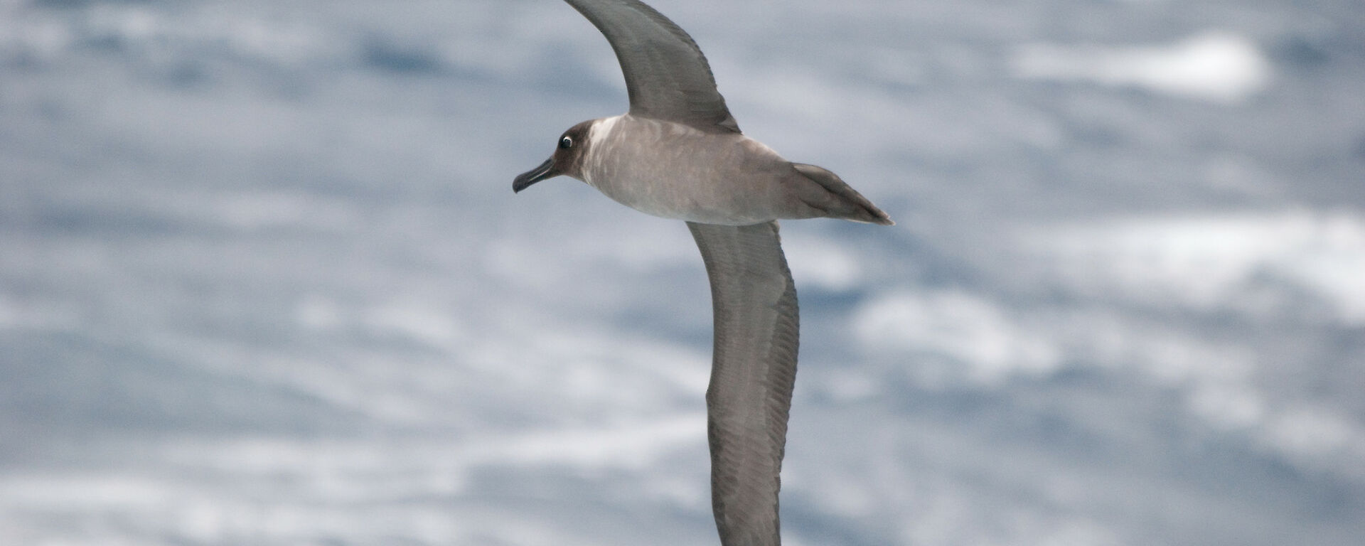 Light-mantled sooty albatross, soaring off Syowa station