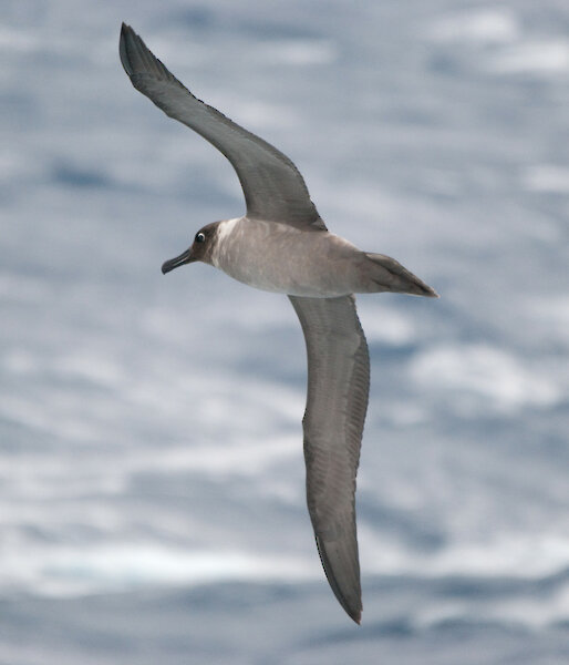 Light-mantled sooty albatross, soaring off Syowa station