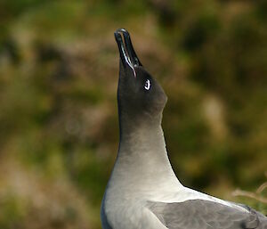 Light-mantled albatross standing on a hillside with its beak in the air, calling