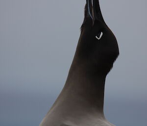 Sooty albatross calls out to its mate