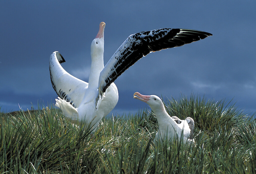 the wandering albatross speed