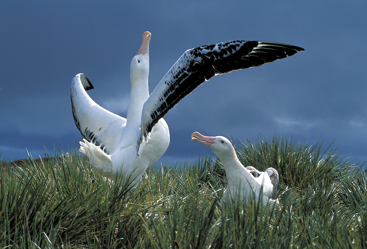 are wandering albatross endangered