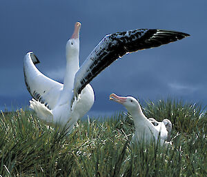 A pair of wandering albatross