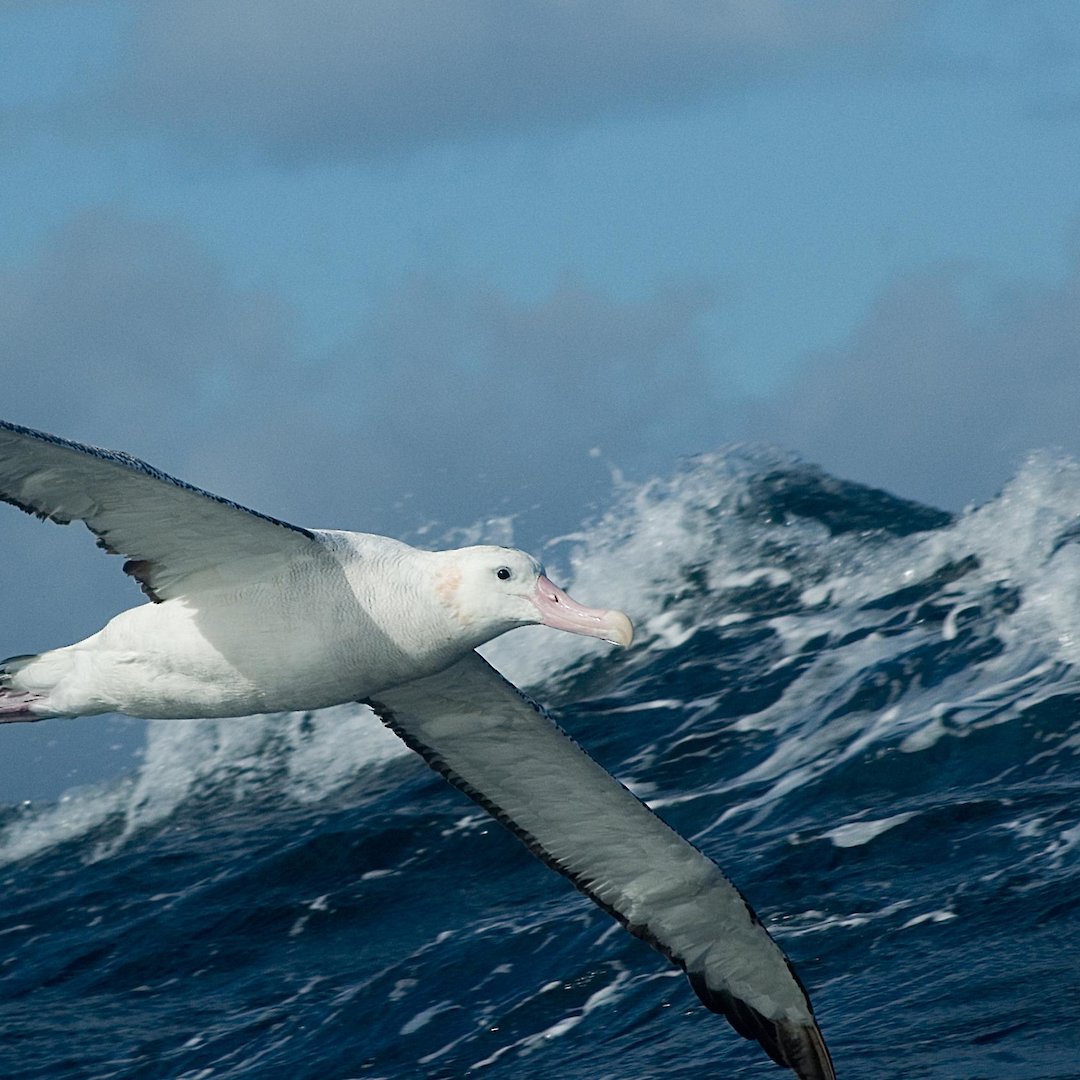 wandering albatross documentary