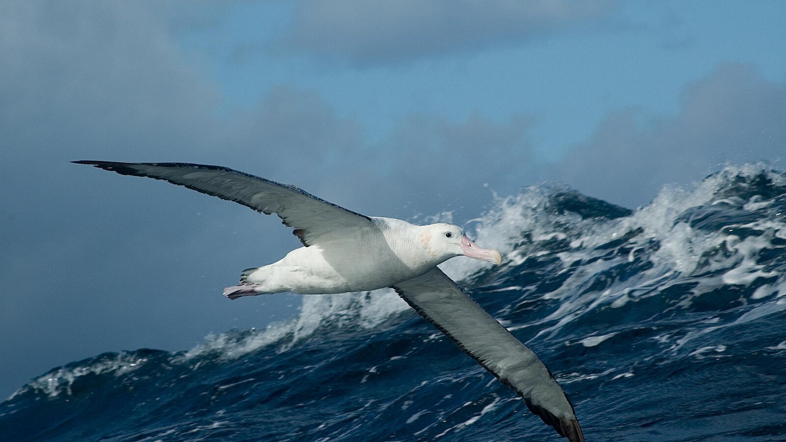 are wandering albatross endangered