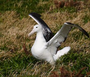 Wandering albatross on Campbell Island