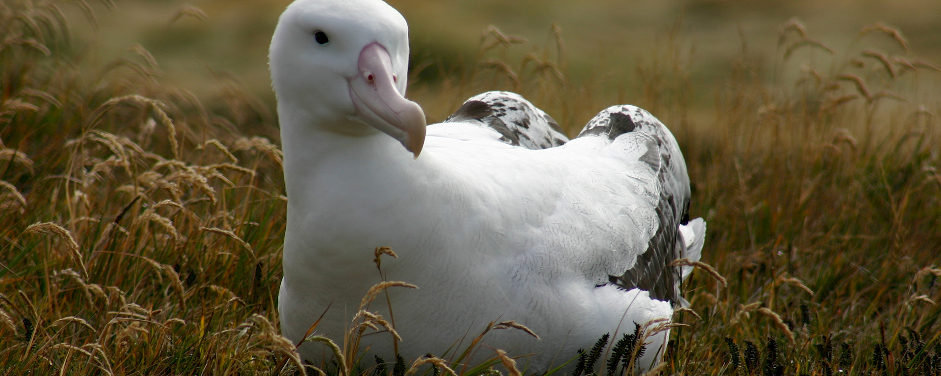 Wandering albatross on Iles Crozet