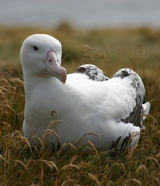 Wandering albatross on Iles Crozet