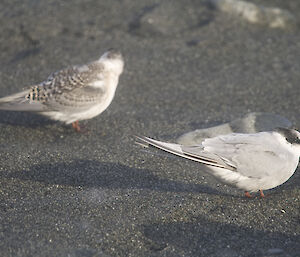 Antarctic terns have a white underbelly, light grey upper feathers with a black band across their eyes.