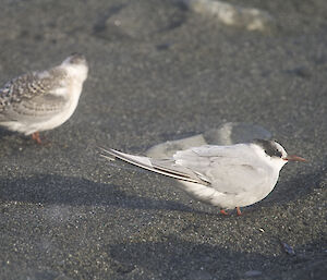 Antarctic terns have a white underbelly, light grey upper feathers with a black band across their eyes.