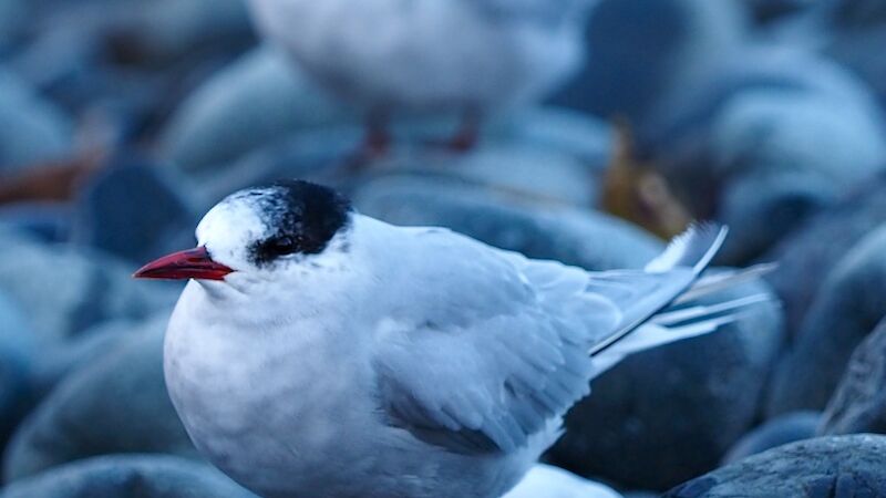 Antarctic terns